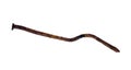 Rusty nail isolated on white background Royalty Free Stock Photo