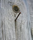 Rusty nail in an old wooden Board. a simple country motif, the style. Royalty Free Stock Photo