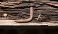 Rusty nail piece of wood. macro Royalty Free Stock Photo