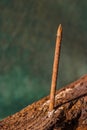 Rusty nail protruding from an old weathered board Royalty Free Stock Photo