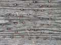 Rusty nails in aged pine wood board close up shot Royalty Free Stock Photo