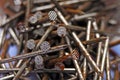 Rusty nails Royalty Free Stock Photo