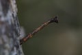 Rusty nails, I found it on a plant Royalty Free Stock Photo