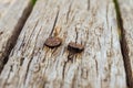 Rusty nails in old wooden board Royalty Free Stock Photo