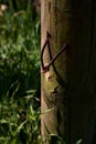 Rusty nails sticked in a piece of wood with one of them almost out of its hole Royalty Free Stock Photo