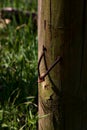 Rusty nails sticked in a piece of wood with one of them almost out of its hole Royalty Free Stock Photo