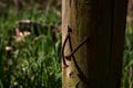 Rusty nails sticked in a piece of wood with one of them almost out of its hole Royalty Free Stock Photo