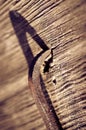 Rusty nails in wood close up with copy space Royalty Free Stock Photo