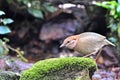 Rusty-naped Pitta Royalty Free Stock Photo