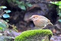 Rusty-naped Pitta Royalty Free Stock Photo