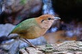 Rusty-naped Pitta