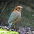Rusty-naped Pitta Royalty Free Stock Photo