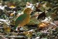 Rusty-naped Pitta in Thailand National Prk