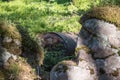 Rusty oil drum behind big stones in a forest