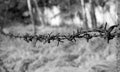 Rusty old barb wire in the wood, relict of the cold war Royalty Free Stock Photo
