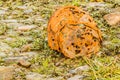 Rusty old bucket full of holes Royalty Free Stock Photo