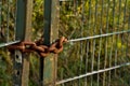 Heavy rusted chain on an iron gate Royalty Free Stock Photo