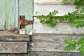 Rusty Old Door Hinge Close Up Royalty Free Stock Photo