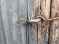 rusty old hook on weathered wooden barn door Royalty Free Stock Photo