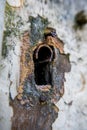 A rusty old keyhole on a white door. Royalty Free Stock Photo