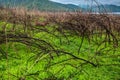 Rusty old metal drum lying on the ground with newly grown grasses in the field of dead branches of black mimosa near the lake with