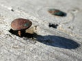 Rusty Old Nails in Wood Photo Royalty Free Stock Photo