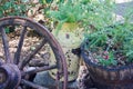 Rusty yellow farm jug used as a planter with a wagon wheel background Royalty Free Stock Photo