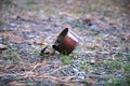 rusty open tin can lying in the middle of the forest Royalty Free Stock Photo