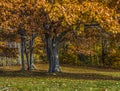 Rusty Orange Oak Leaves in Late Fall