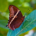 Rusty or orange tipped Page butterfly