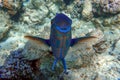Rusty Parrot fish on coral reef background ,Red Sea Royalty Free Stock Photo