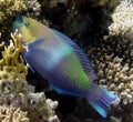 A Rusty Parrotfish Scarus ferrugineus in the Red Sea Royalty Free Stock Photo