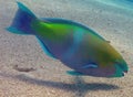 A Rusty Parrotfish Scarus ferrugineus in the Red Sea Royalty Free Stock Photo