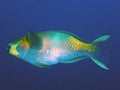 A Rusty Parrotfish Scarus ferrugineus Royalty Free Stock Photo
