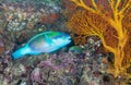 Rusty parrotfish Scarus ferrugineus Royalty Free Stock Photo