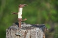 Rusty pocketknife on top of a stump