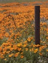 Rusty post amidst a California Poppy super bloom field Royalty Free Stock Photo