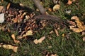 Rusty rake picking dry leaves