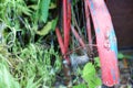 Rusty rear chain and sprocket of motorcycle wheel