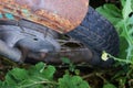 Rusty rear chain and sprocket of motorcycle wheel Royalty Free Stock Photo