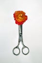 rusty scissor cutting an orange rose, isolated on white Royalty Free Stock Photo