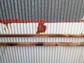 Rusty sheet metal roof with corrugated sheets and wooden beams. Zinc plate rust. Rusty metal background with streaks of rust. Royalty Free Stock Photo