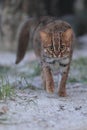 Rusty-spotted cat Royalty Free Stock Photo