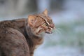 Rusty-spotted cat Royalty Free Stock Photo