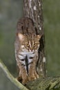 Rusty-Spotted Cat, prionailurus rubiginosus Royalty Free Stock Photo