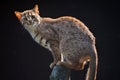 Rusty-spotted cat (Prionailurus rubiginosus phillipsi). Royalty Free Stock Photo