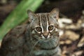 Rusty-spotted cat (Prionailurus rubiginosus). Royalty Free Stock Photo