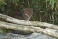 Rusty-spotted cat Royalty Free Stock Photo
