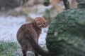 Rusty-spotted cat