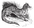 Rusty-spotted Genet or Genetta maculata vintage engraving Royalty Free Stock Photo